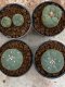 Lophophora Williamsii 4-5 cm 8 years old seed ownroot flower seedling ロフォフォラ　烏羽玉　仔吹き　サボテン