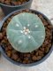 Lophophora Williamsii 4-5 cm 8 years old seed ownroot flower seedling ロフォフォラ　烏羽玉　仔吹き　サボテン