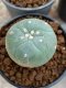 Lophophora Williamsii 4-5 cm 8 years old seed ownroot flower seedling ロフォフォラ　烏羽玉　仔吹き　サボテン