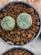 Lophophora Williamsii 4-5 cm 8 years old seed ownroot flower seedling ロフォフォラ　烏羽玉　仔吹き　サボテン