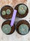 Lophophora Williamsii 4-5 cm 8 years old seed ownroot flower seedling ロフォフォラ　烏羽玉　仔吹き　サボテン