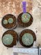 Lophophora Williamsii 4-5 cm 8 years old seed ownroot flower seedling ロフォフォラ　烏羽玉　仔吹き　サボテン