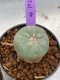 Lophophora Williamsii 4-5 cm 8 years old seed ownroot flower seedling ロフォフォラ　烏羽玉　仔吹き　サボテン