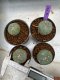 Lophophora Williamsii 4-5 cm 8 years old seed ownroot flower seedling ロフォフォラ　烏羽玉　仔吹き　サボテン