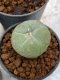 Lophophora Williamsii 4-5 cm 8 years old seed ownroot flower seedling ロフォフォラ　烏羽玉　仔吹き　サボテン