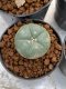 Lophophora Williamsii 4-5 cm 8 years old seed ownroot flower seedling ロフォフォラ　烏羽玉　仔吹き　サボテン