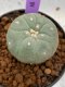 Lophophora Williamsii 4-5 cm 8 years old seed ownroot flower seedling ロフォフォラ　烏羽玉　仔吹き　サボテン