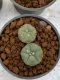 Lophophora Williamsii 4-5 cm 8 years old seed ownroot flower seedling ロフォフォラ　烏羽玉　仔吹き　サボテン