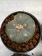 Lophophora Williamsii 4-5 cm 8 years old seed ownroot flower seedling ロフォフォラ　烏羽玉　仔吹き　サボテン