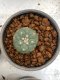 Lophophora Williamsii 4-5 cm 8 years old seed ownroot flower seedling ロフォフォラ　烏羽玉　仔吹き　サボテン