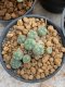 Lophophora Williamsii 4-5 cm 8 years old seed ownroot flower seedling ロフォフォラ　烏羽玉　仔吹き　サボテン