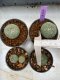 Lophophora Williamsii 4-5 cm 8 years old seed ownroot flower seedling ロフォフォラ　烏羽玉　仔吹き　サボテン