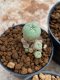 Lophophora Williamsii 4-5 cm 8 years old seed ownroot flower seedling ロフォフォラ　烏羽玉　仔吹き　サボテン