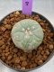 Lophophora Williamsii 4-5 cm 8 years old seed ownroot flower seedling ロフォフォラ　烏羽玉　仔吹き　サボテン