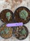 Lophophora Williamsii 4-5 cm 8 years old seed ownroot flower seedling ロフォフォラ　烏羽玉　仔吹き　サボテン