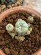 Lophophora Williamsii 4-5 cm 8 years old seed ownroot flower seedling ロフォフォラ　烏羽玉　仔吹き　サボテン