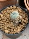 Lophophora Williamsii 4-5 cm 8 years old seed ownroot flower seedling ロフォフォラ　烏羽玉　仔吹き　サボテン