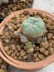 Lophophora Williamsii 4-5 cm 8 years old seed ownroot flower seedling ロフォフォラ　烏羽玉　仔吹き　サボテン