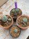 Lophophora Williamsii 4-5 cm 8 years old seed ownroot flower seedling ロフォフォラ　烏羽玉　仔吹き　サボテン