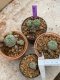 Lophophora Williamsii 4-5 cm 8 years old seed ownroot flower seedling ロフォフォラ　烏羽玉　仔吹き　サボテン