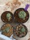 Lophophora Williamsii 4-5 cm 8 years old seed ownroot flower seedling ロフォフォラ　烏羽玉　仔吹き　サボテン