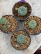 Lophophora Williamsii 4-5 cm 8 years old seed ownroot flower seedling ロフォフォラ　烏羽玉　仔吹き　サボテン