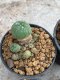 Lophophora Williamsii 4-5 cm 8 years old seed ownroot flower seedling ロフォフォラ　烏羽玉　仔吹き　サボテン