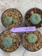 Lophophora Williamsii 4-5 cm 8 years old seed ownroot flower seedling ロフォフォラ　烏羽玉　仔吹き　サボテン