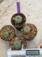 Lophophora Williamsii 4-5 cm 8 years old seed ownroot flower seedling ロフォフォラ　烏羽玉　仔吹き　サボテン