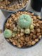 Lophophora Williamsii 4-5 cm 8 years old seed ownroot flower seedling ロフォフォラ　烏羽玉　仔吹き　サボテン