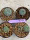 Lophophora Williamsii 4-5 cm 8 years old seed ownroot flower seedling ロフォフォラ　烏羽玉　仔吹き　サボテン