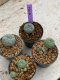 Lophophora Williamsii 4-5 cm 8 years old seed ownroot flower seedling ロフォフォラ　烏羽玉　仔吹き　サボテン