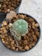 Lophophora Williamsii 4-5 cm 8 years old seed ownroot flower seedling ロフォフォラ　烏羽玉　仔吹き　サボテン