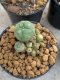 Lophophora Williamsii 4-5 cm 8 years old seed ownroot flower seedling ロフォフォラ　烏羽玉　仔吹き　サボテン