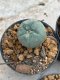 Lophophora Williamsii 4-5 cm 8 years old seed ownroot flower seedling ロフォフォラ　烏羽玉　仔吹き　サボテン