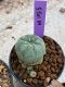 Lophophora Williamsii 4-5 cm 8 years old seed ownroot flower seedling ロフォフォラ　烏羽玉　仔吹き　サボテン