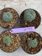 Lophophora Williamsii 4-5 cm 8 years old seed ownroot flower seedling ロフォフォラ　烏羽玉　仔吹き　サボテン