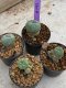 Lophophora Williamsii 4-5 cm 8 years old seed ownroot flower seedling ロフォフォラ　烏羽玉　仔吹き　サボテン