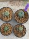 Lophophora Williamsii 4-5 cm 8 years old seed ownroot flower seedling ロフォフォラ　烏羽玉　仔吹き　サボテン