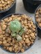 Lophophora Williamsii 4-5 cm 8 years old seed ownroot flower seedling ロフォフォラ　烏羽玉　仔吹き　サボテン