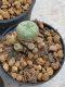 Lophophora Williamsii 4-5 cm 8 years old seed ownroot flower seedling ロフォフォラ　烏羽玉　仔吹き　サボテン