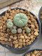 Lophophora Williamsii 4-5 cm 8 years old seed ownroot flower seedling ロフォフォラ　烏羽玉　仔吹き　サボテン