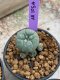 Lophophora Williamsii 4-5 cm 8 years old seed ownroot flower seedling ロフォフォラ　烏羽玉　仔吹き　サボテン