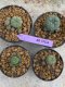 Lophophora Williamsii 4-5 cm 8 years old seed ownroot flower seedling ロフォフォラ　烏羽玉　仔吹き　サボテン