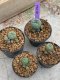 Lophophora Williamsii 4-5 cm 8 years old seed ownroot flower seedling ロフォフォラ　烏羽玉　仔吹き　サボテン