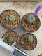 Lophophora Williamsii 4-5 cm 8 years old seed ownroot flower seedling ロフォフォラ　烏羽玉　仔吹き　サボテン