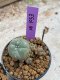 Lophophora Williamsii 4-5 cm 8 years old seed ownroot flower seedling ロフォフォラ　烏羽玉　仔吹き　サボテン