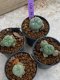 Lophophora Williamsii 4-5 cm 8 years old seed ownroot flower seedling ロフォフォラ　烏羽玉　仔吹き　サボテン