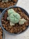 Lophophora Williamsii 4-5 cm 8 years old seed ownroot flower seedling ロフォフォラ　烏羽玉　仔吹き　サボテン