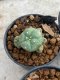 Lophophora Williamsii 4-5 cm 8 years old seed ownroot flower seedling ロフォフォラ　烏羽玉　仔吹き　サボテン